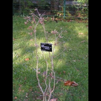 Acer shirasawanum cv Aureum (fam Aceracees) (1)